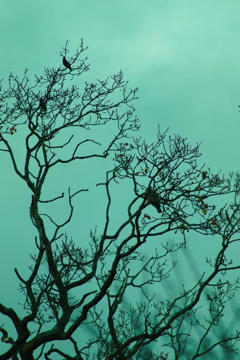 Taken by Oskar Mjolhus-Smith